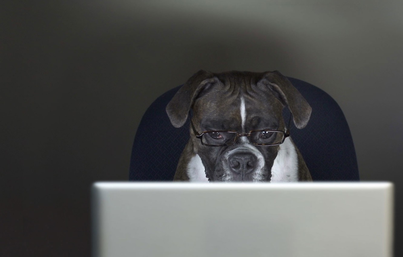 Dogs For Laptop Wallpapers