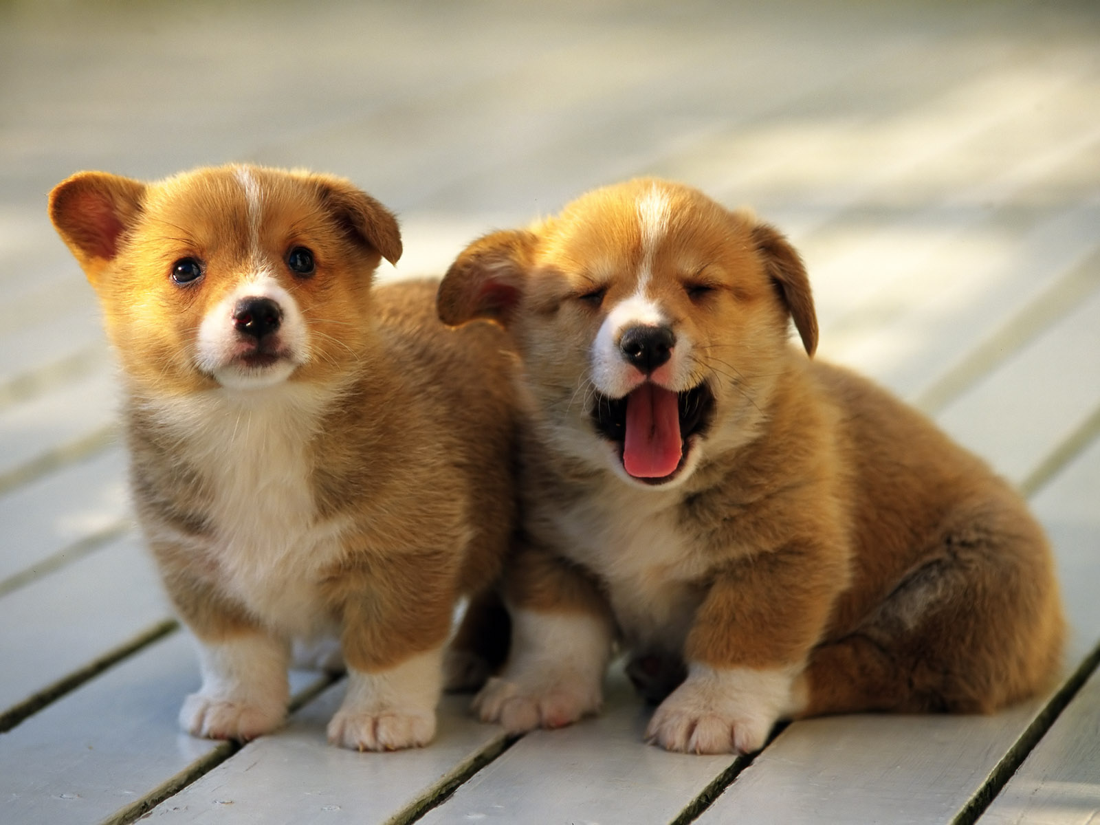 Dogs For Laptop Wallpapers