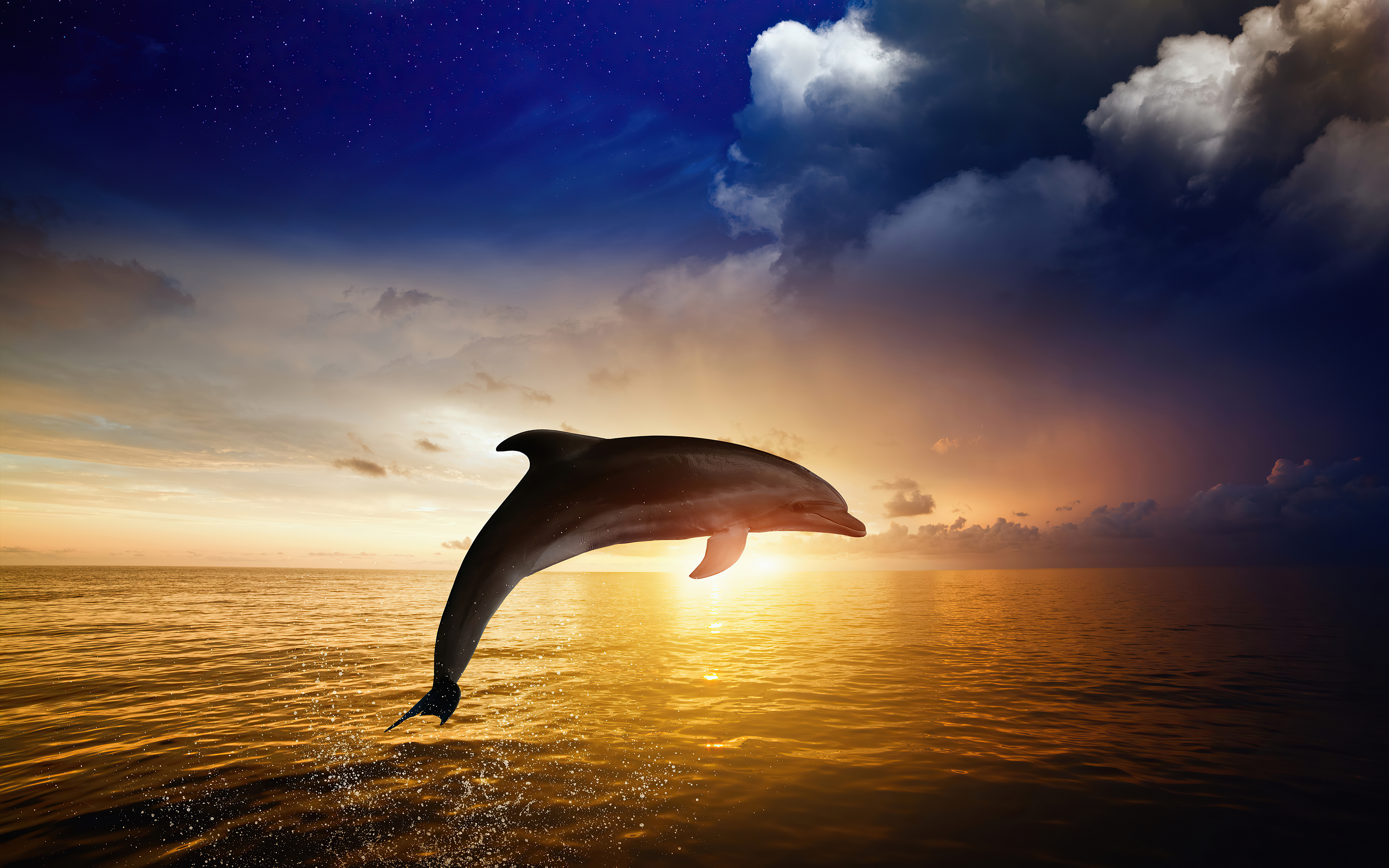 Dolphin 4K Wallpapers