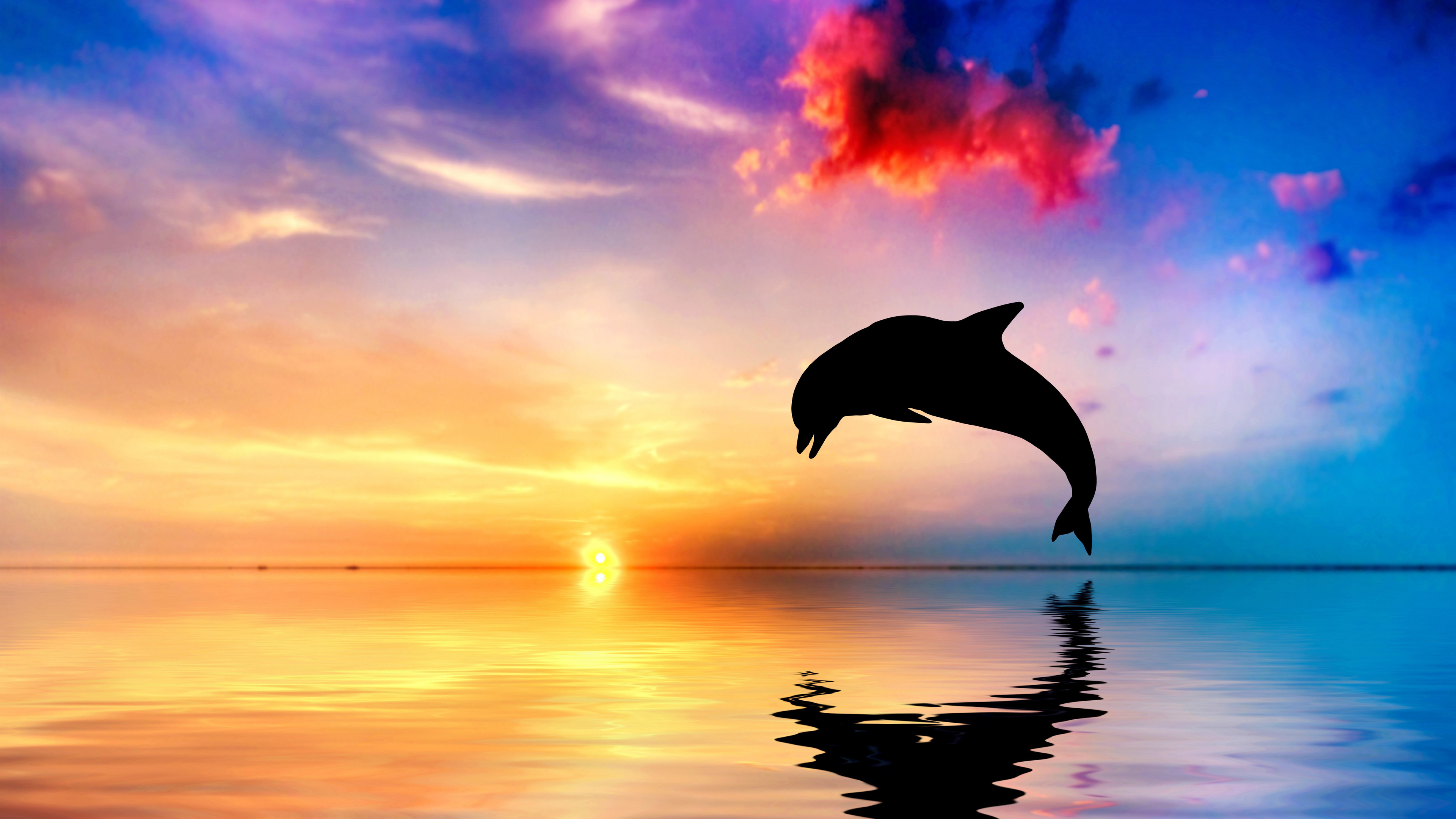 Dolphin 4K Wallpapers