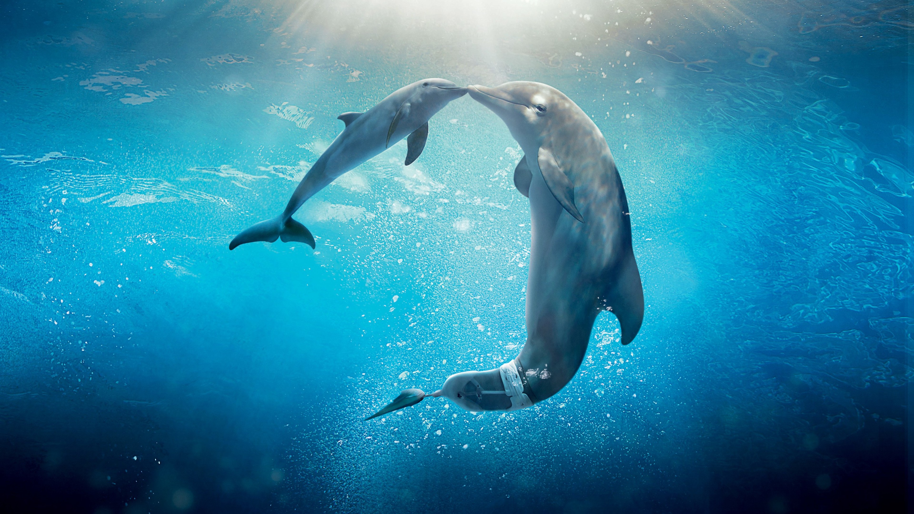 Dolphin 4K Wallpapers