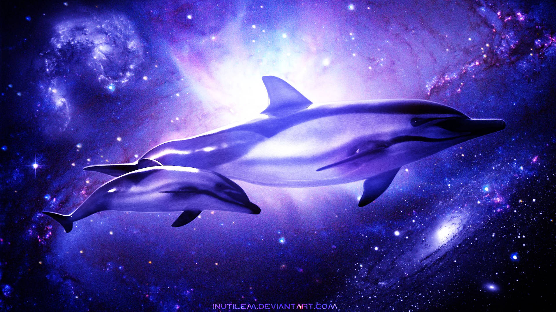 Dolphin Back Grounds Wallpapers