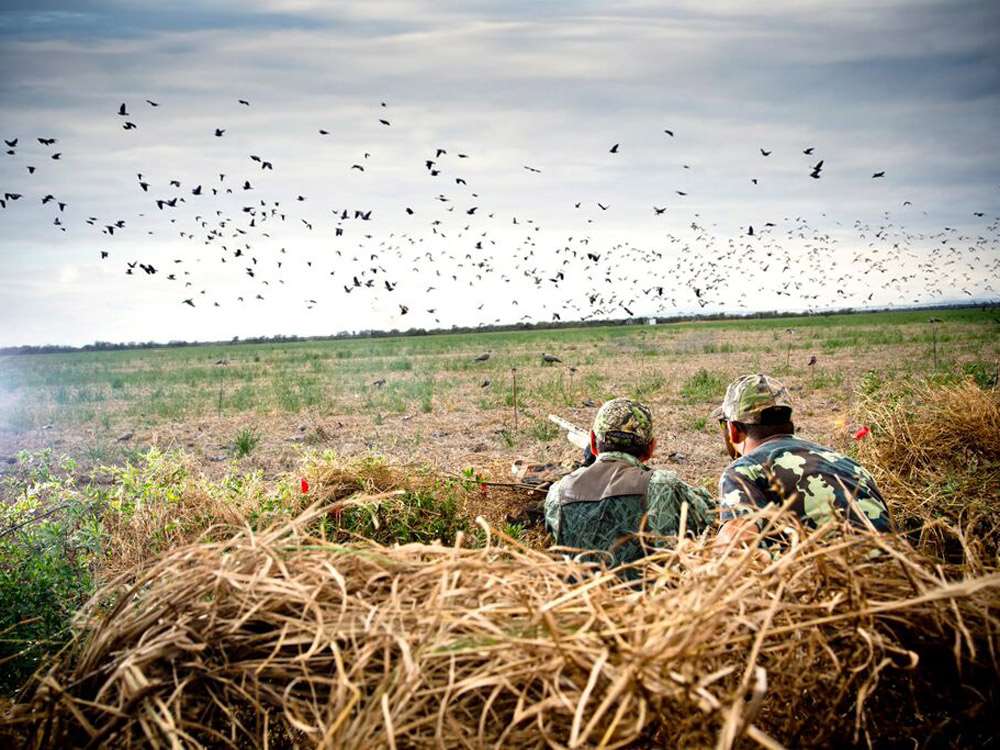 Dove Hunting Wallpapers