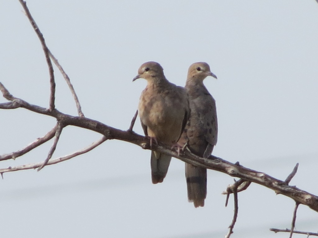 Dove Hunting Wallpapers