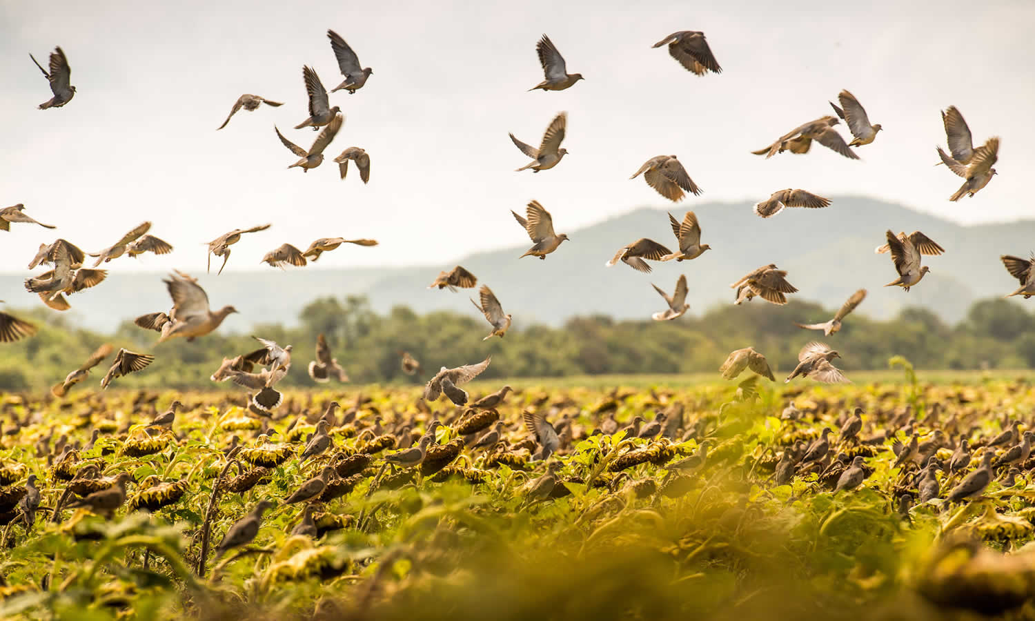 Dove Hunting Wallpapers