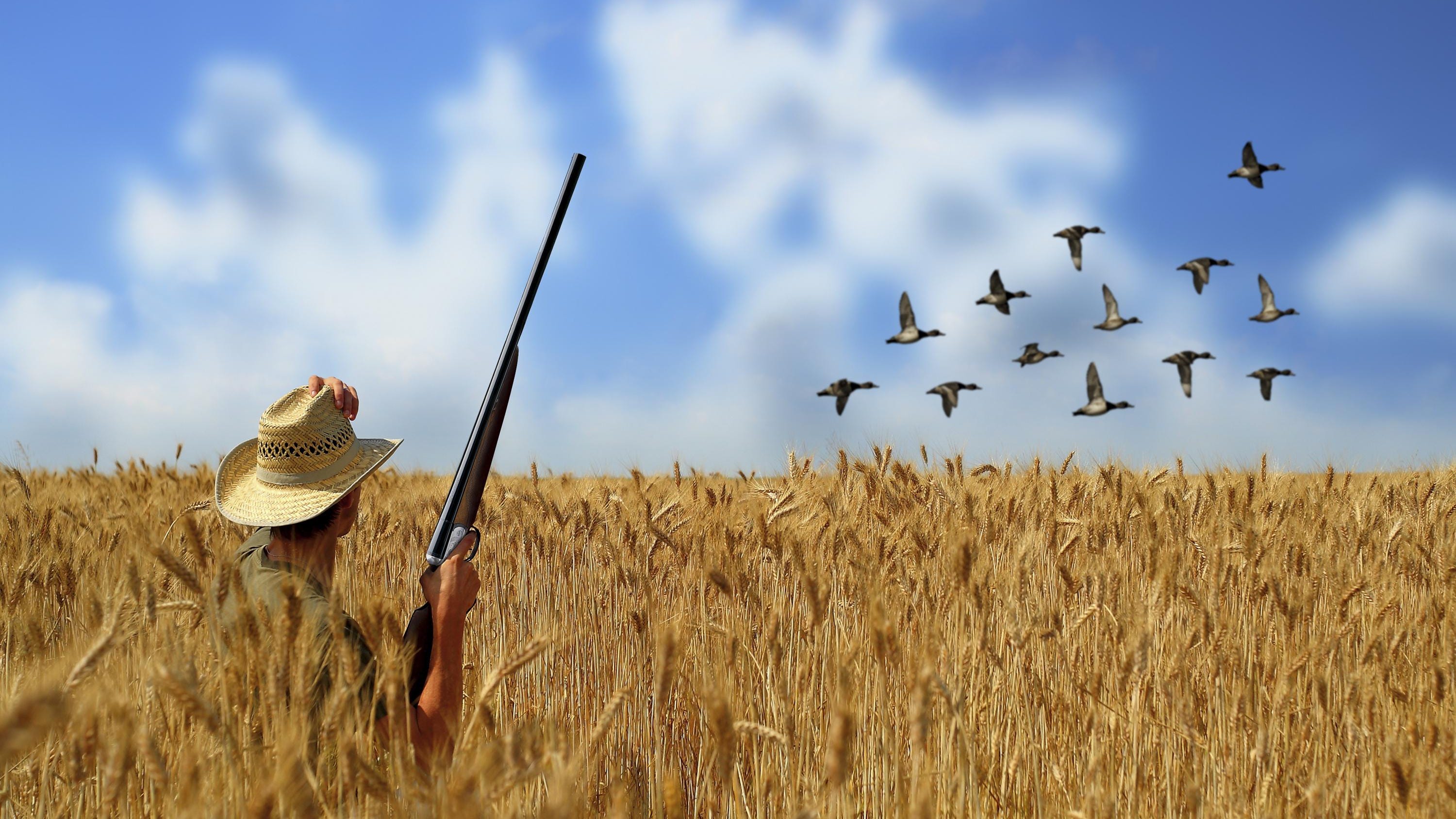 Dove Hunting Wallpapers