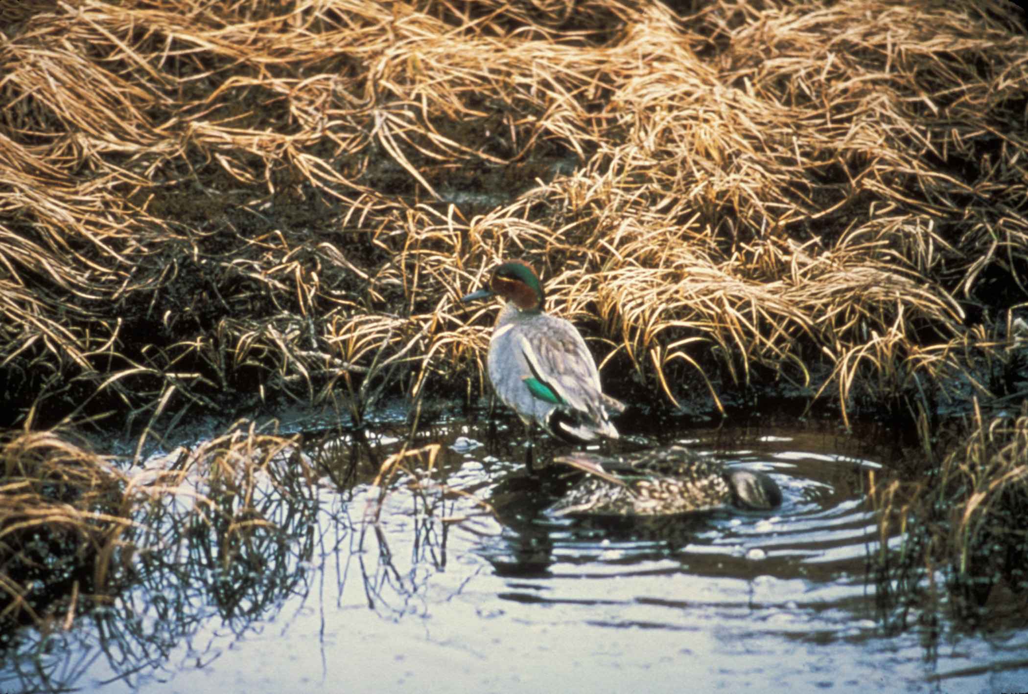 Drake Waterfowl Logos Wallpapers