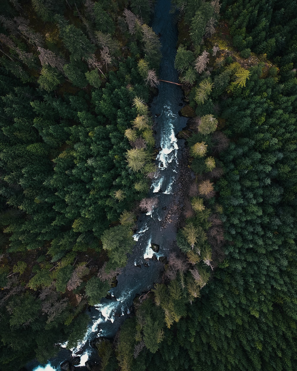 Drone Forest Wallpapers