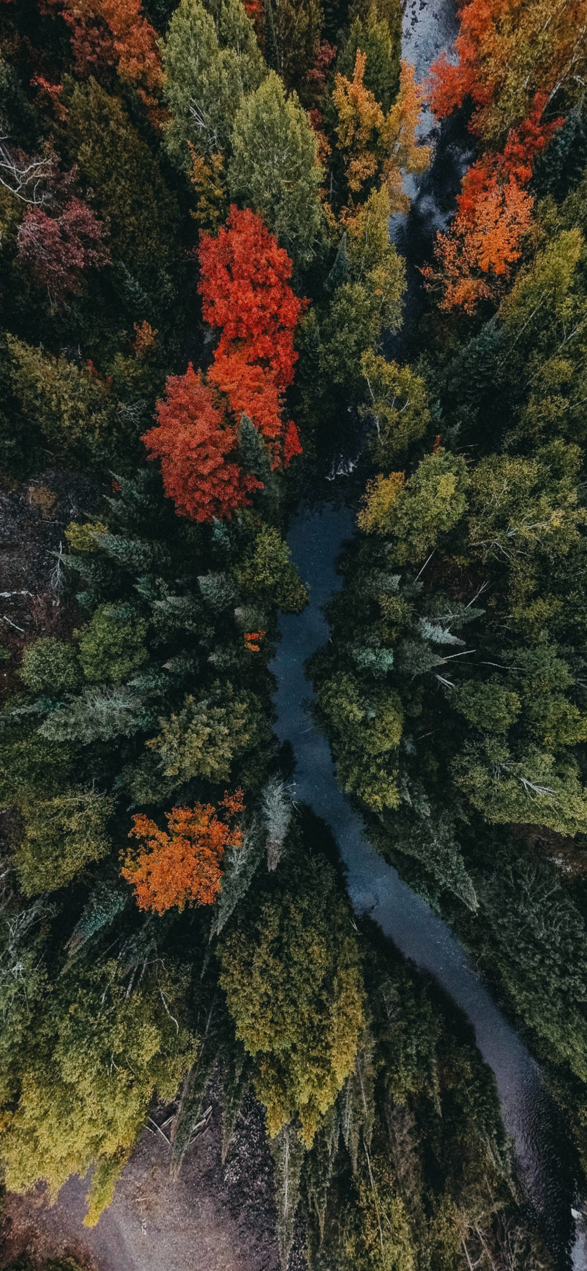 Drone Forest Wallpapers