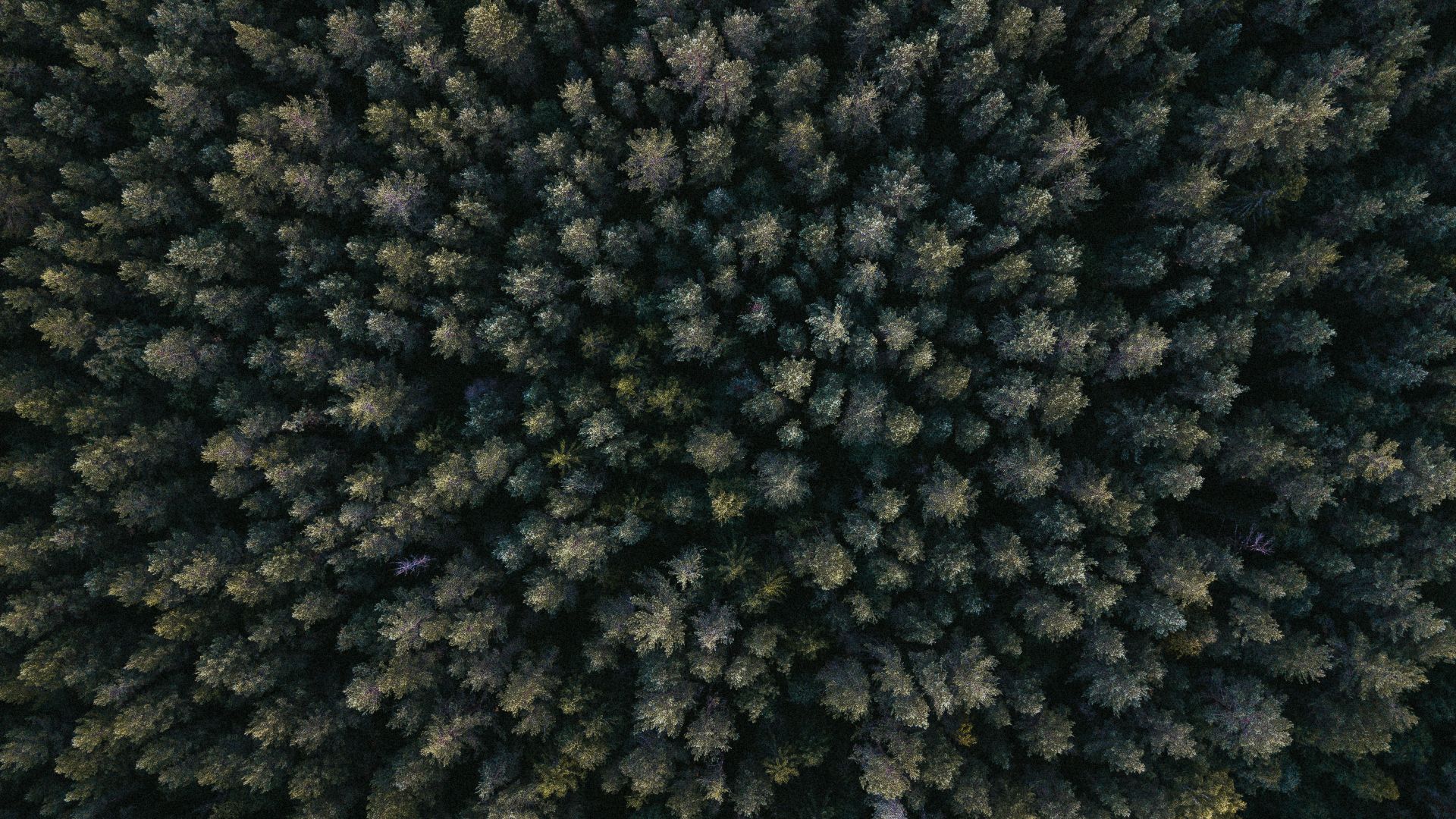 Drone Forest Wallpapers