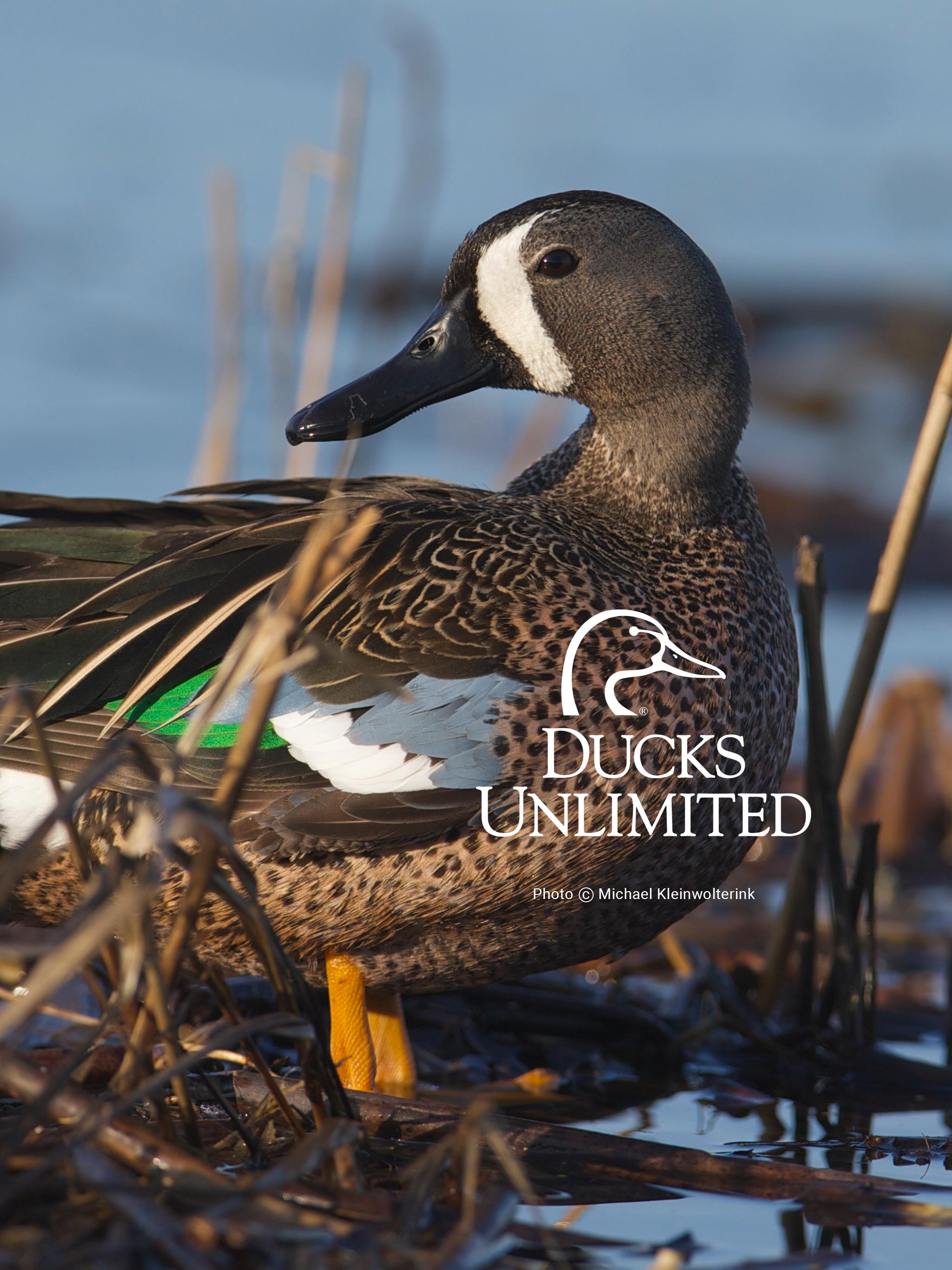 Ducks Unlimited Wallpapers