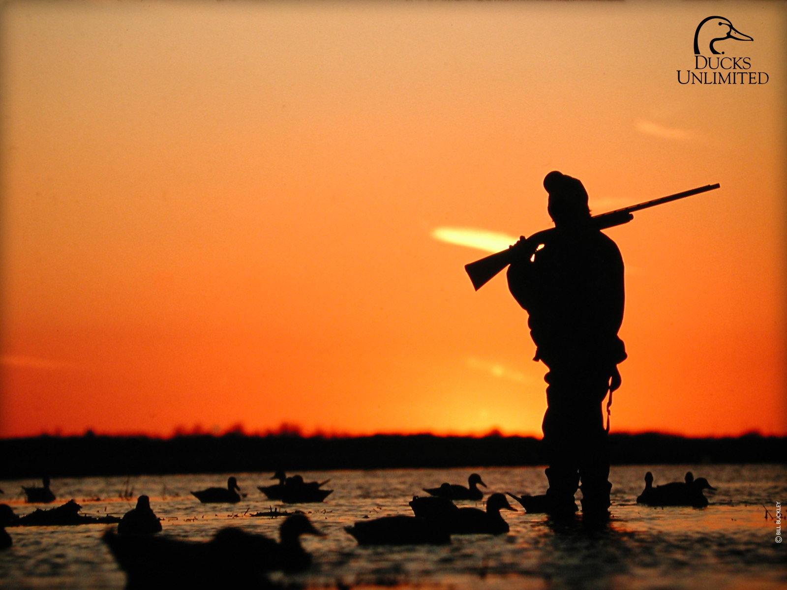 Ducks Unlimited Wallpapers