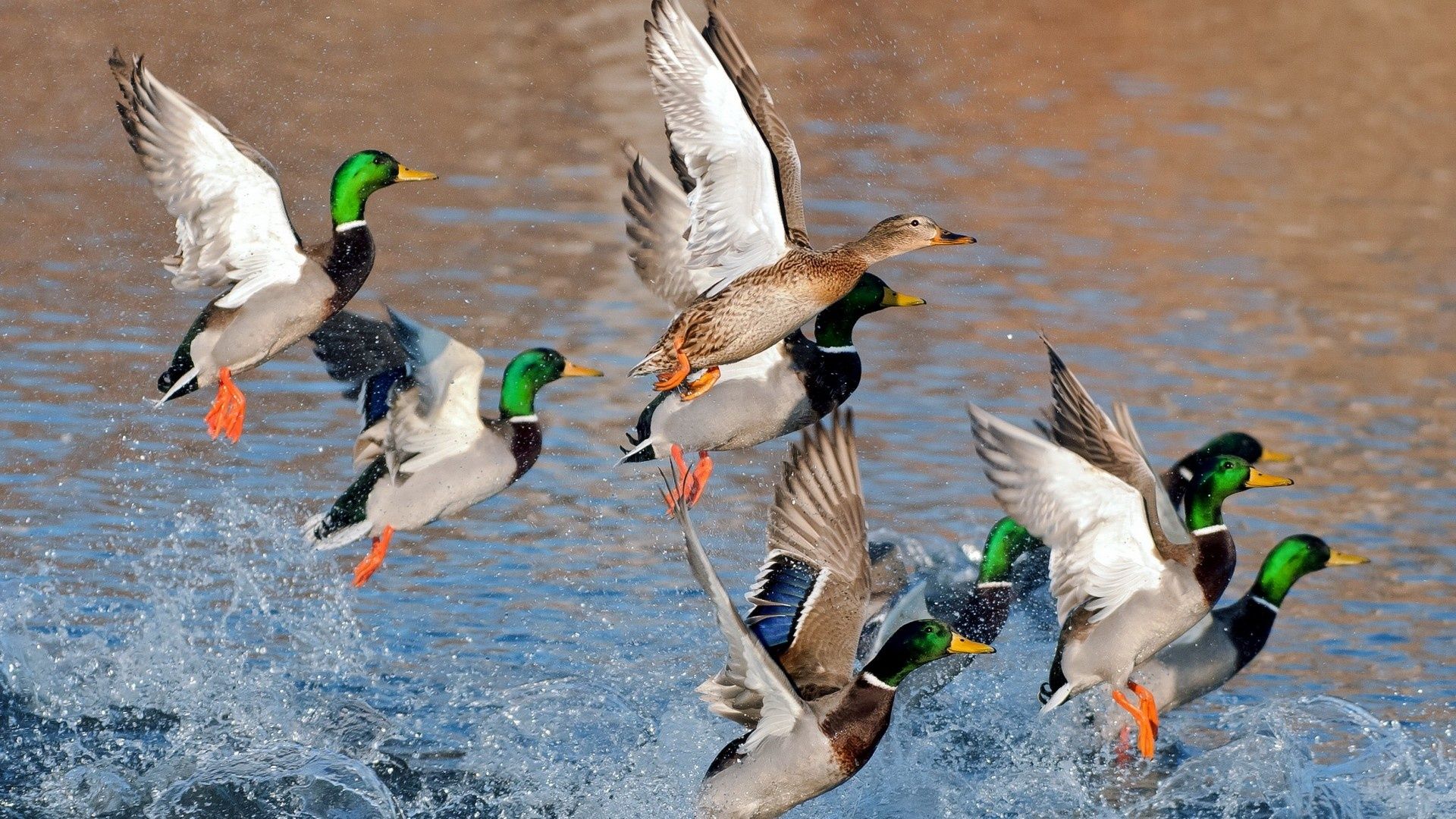 Ducks Unlimited Wallpapers