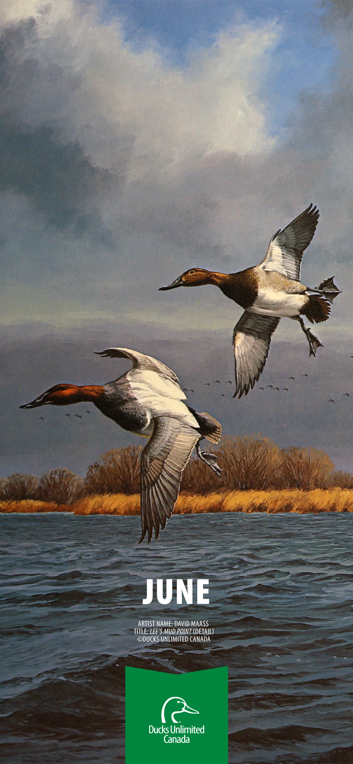 Ducks Unlimited Wallpapers