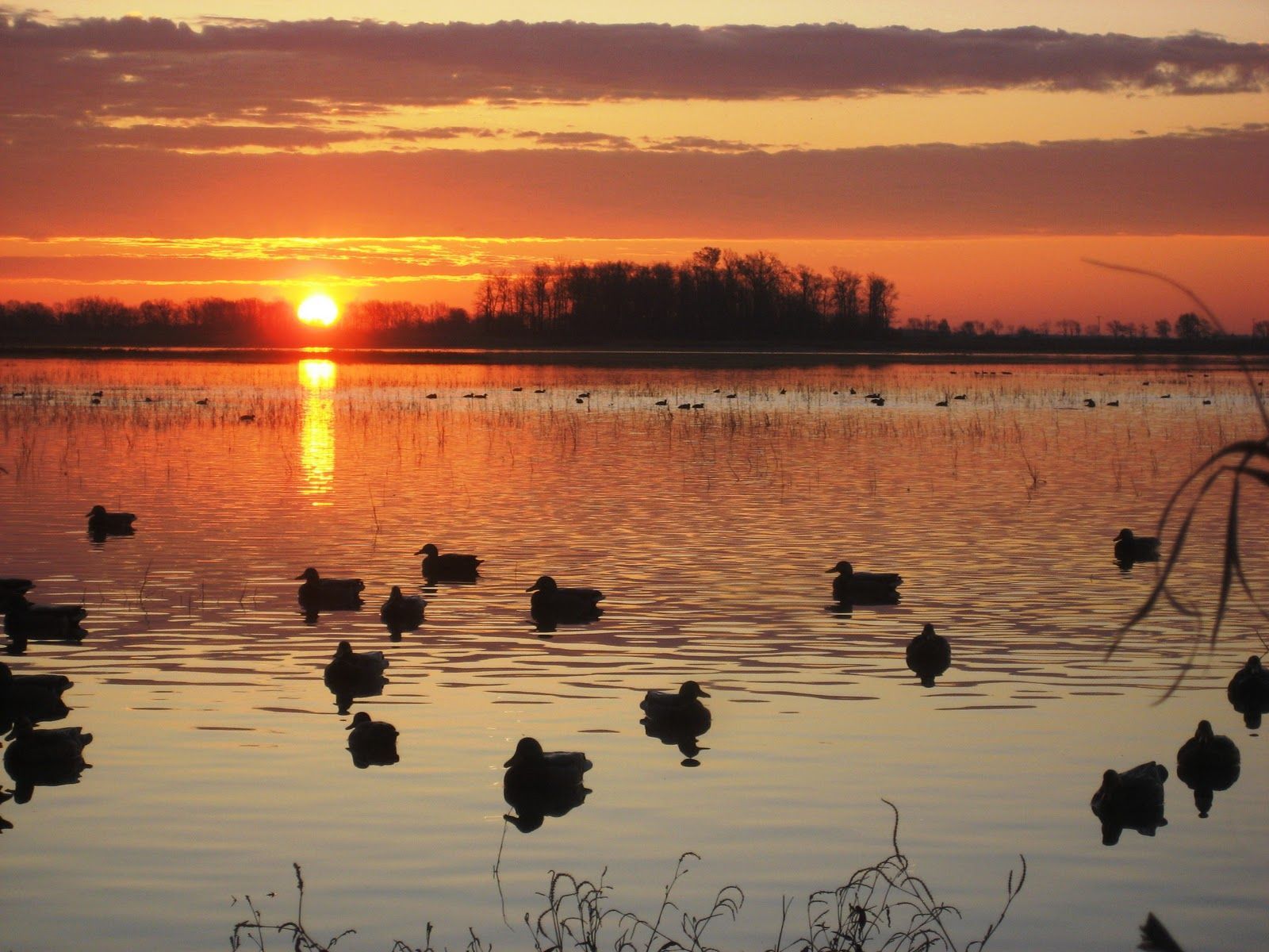 Ducks Unlimited Wallpapers