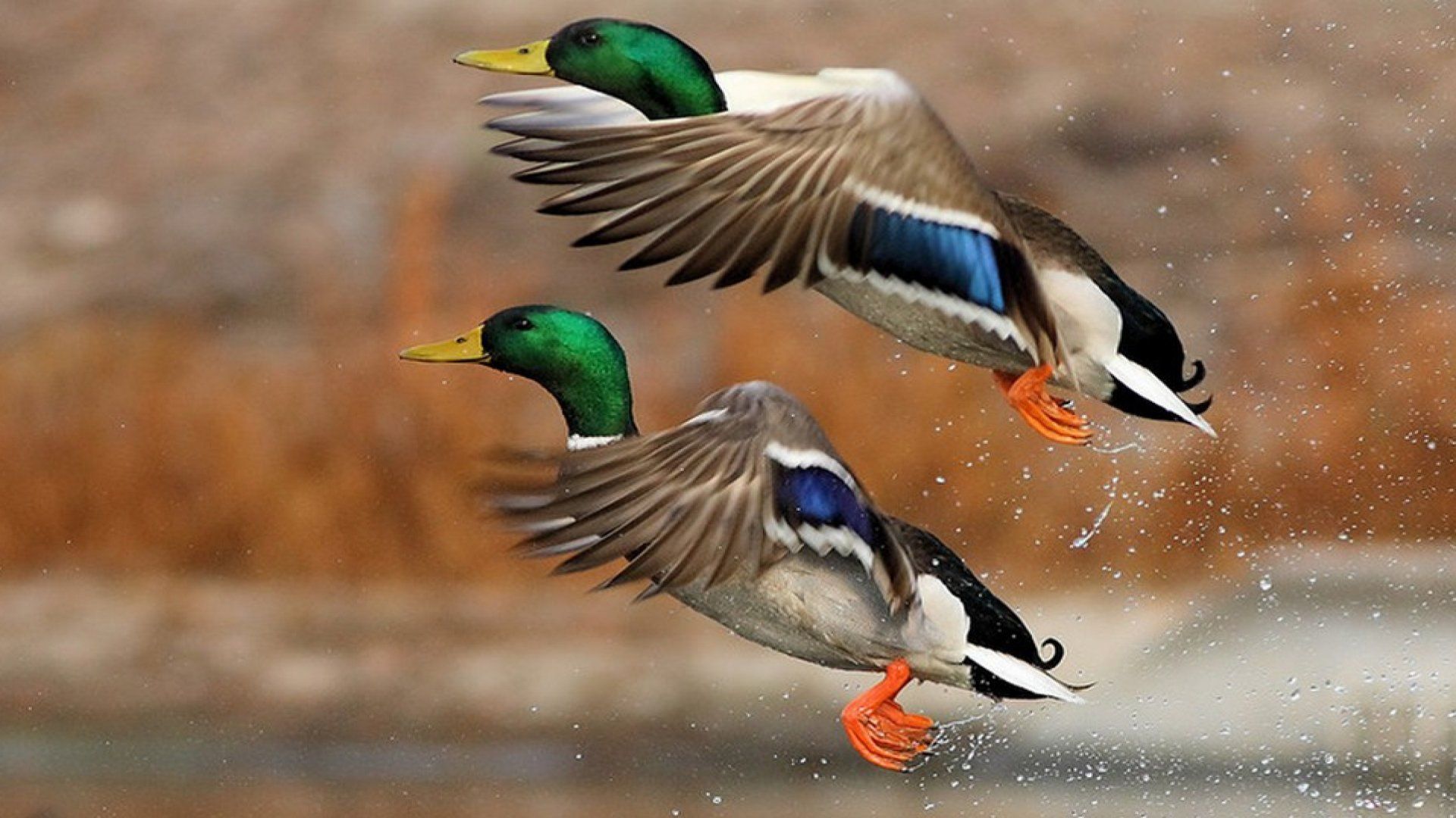 Ducks Unlimited Wallpapers