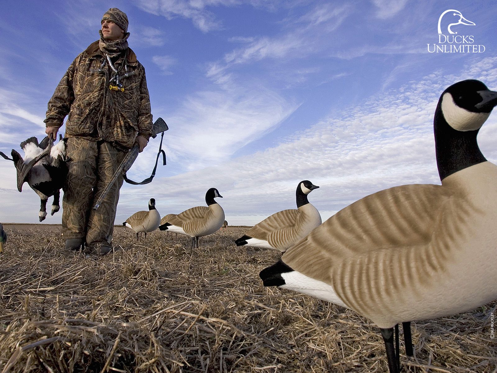 Ducks Unlimited Wallpapers