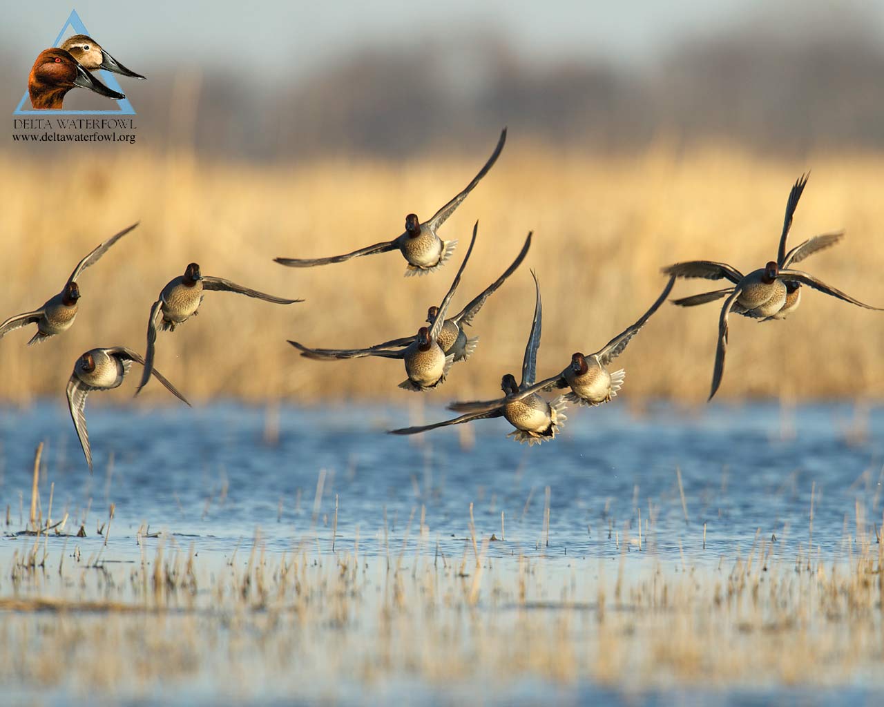 Ducks Unlimited Wallpapers