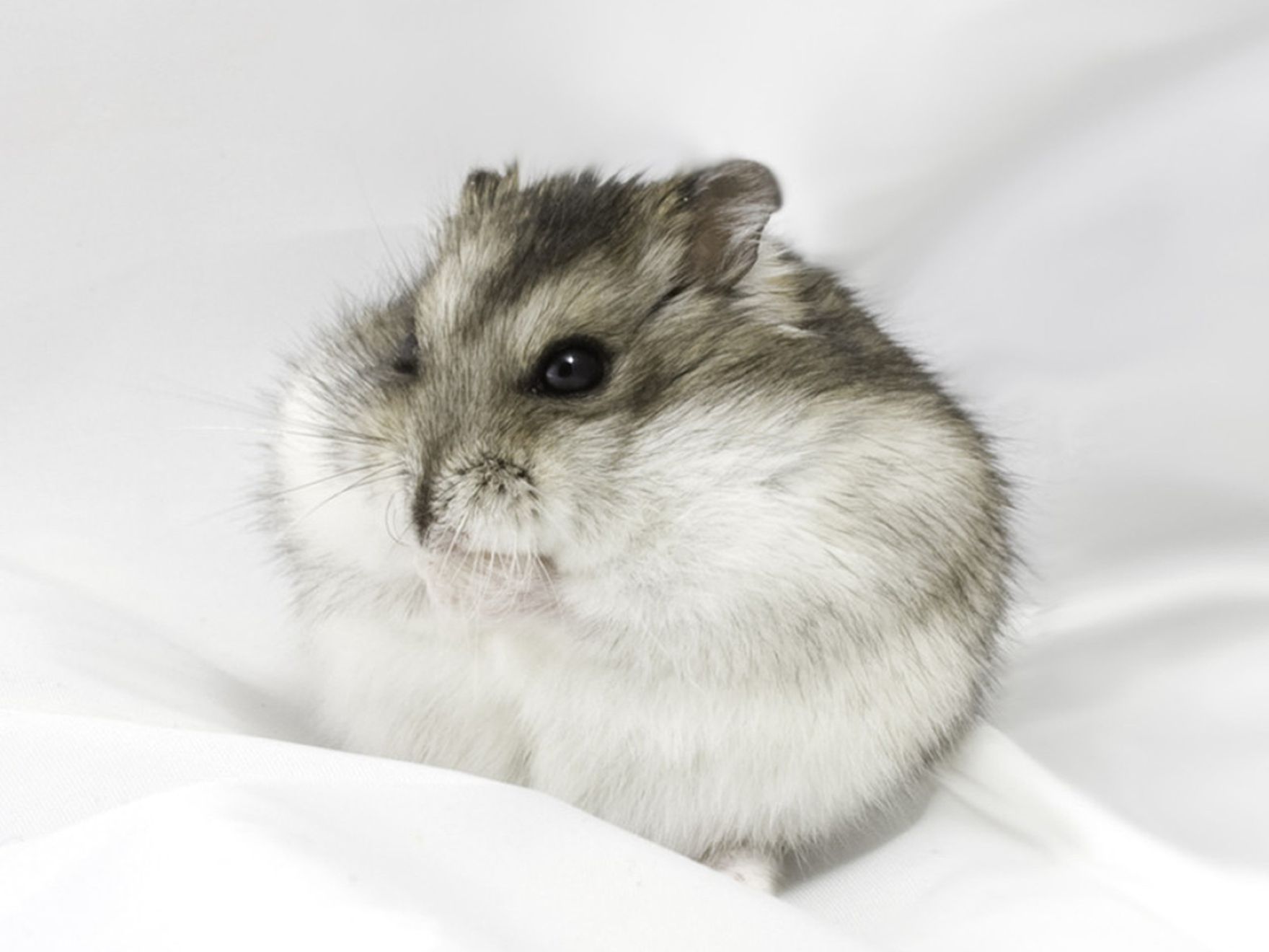 Dwarf Hamster Images Wallpapers