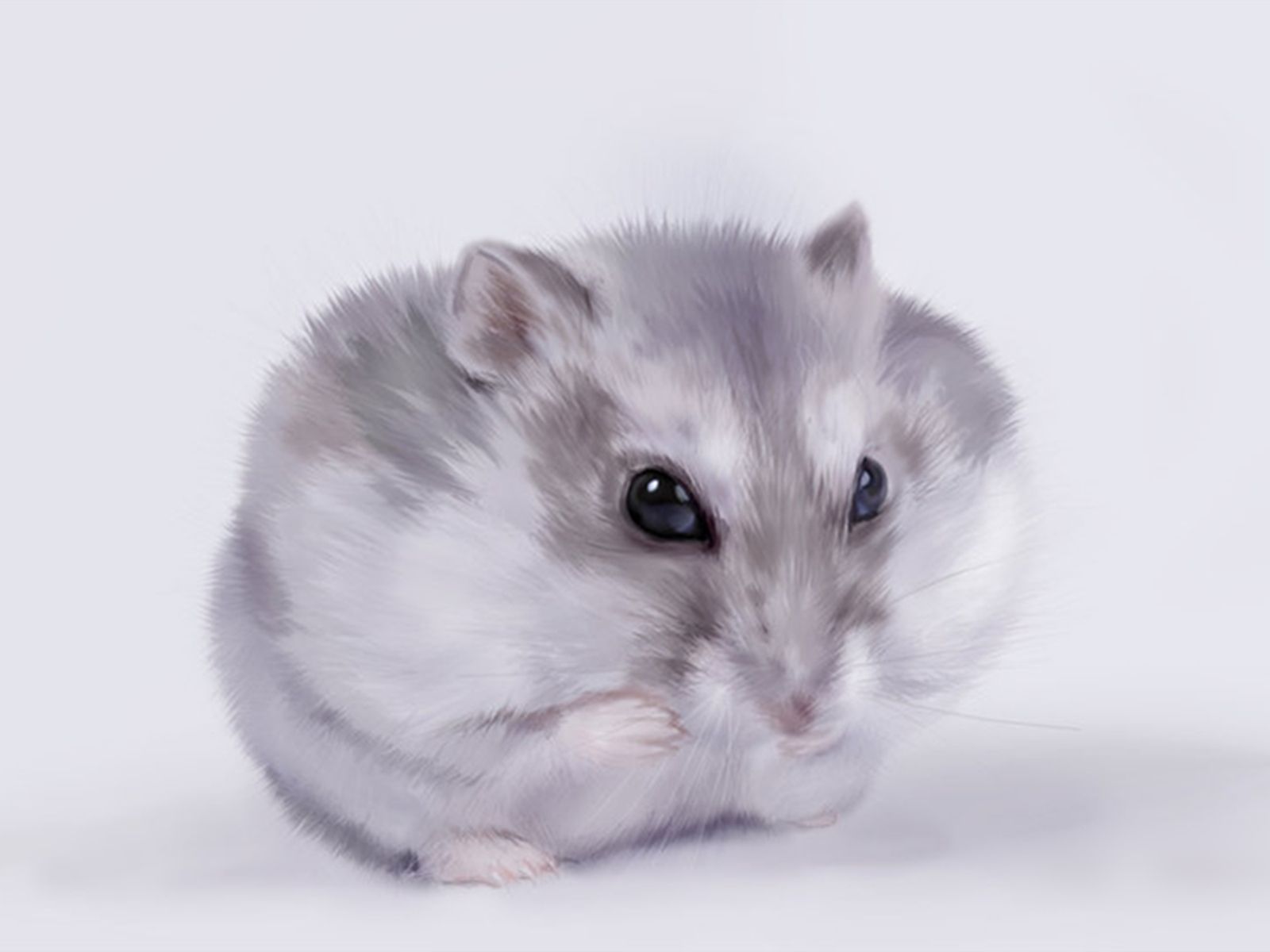 Dwarf Hamster Images Wallpapers