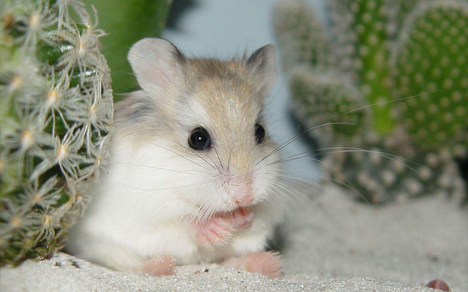 Dwarf Hamster Images Wallpapers