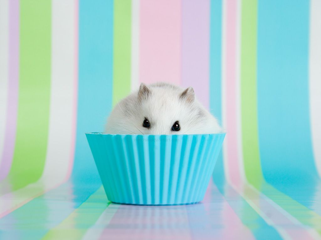 Dwarf Hamster Images Wallpapers