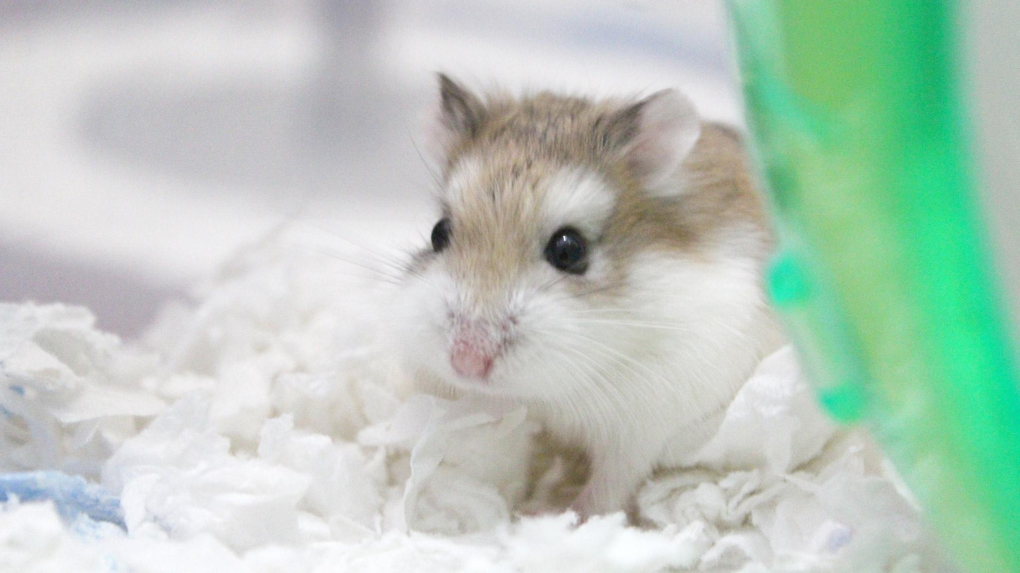 Dwarf Hamster Images Wallpapers