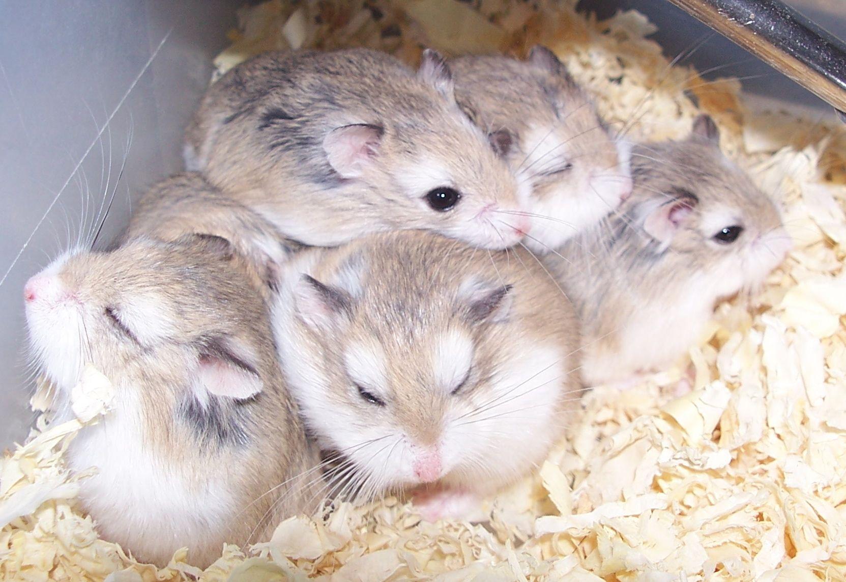 Dwarf Hamster Images Wallpapers