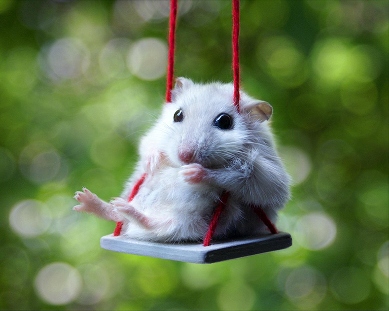 Dwarf Hamster Images Wallpapers