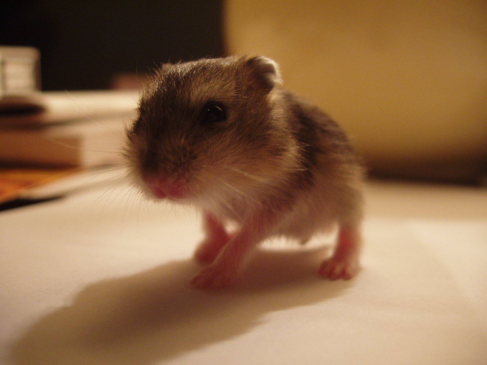 Dwarf Hamster Images Wallpapers