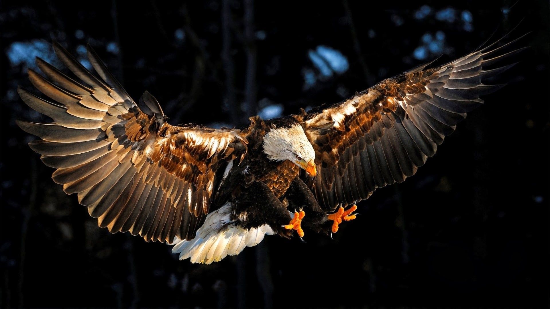 Eagle Desktop Wallpapers