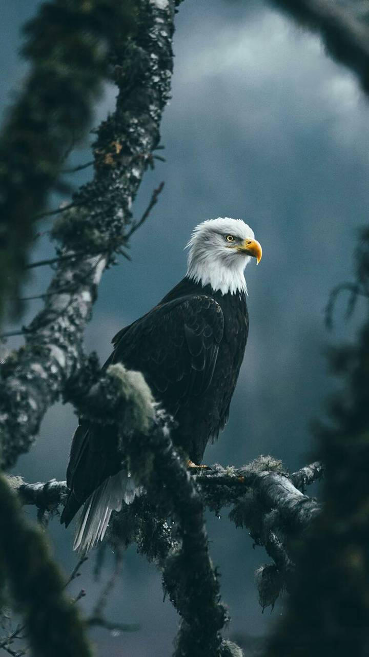 Eagle Desktop Wallpapers