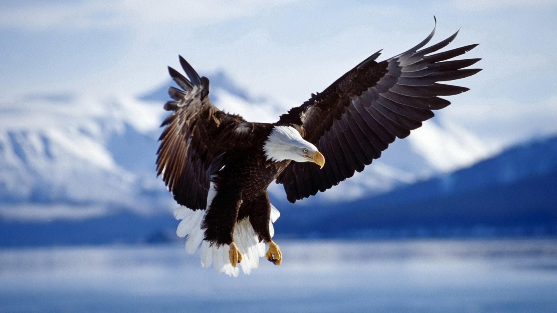 Eagle Desktop Wallpapers