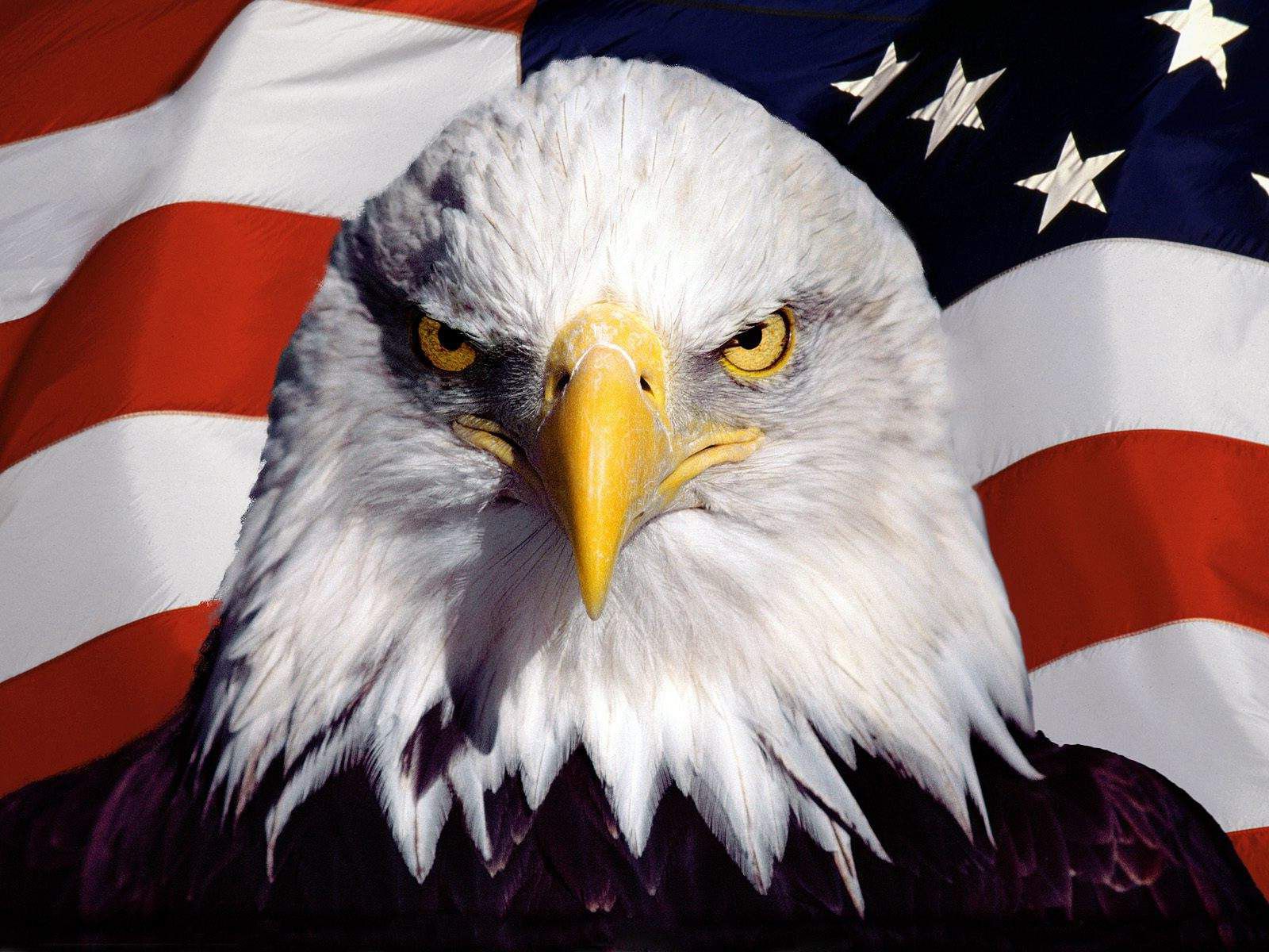 Eagle Usa Wallpapers