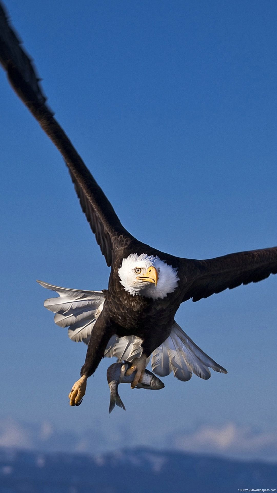 Eagle For Android Wallpapers