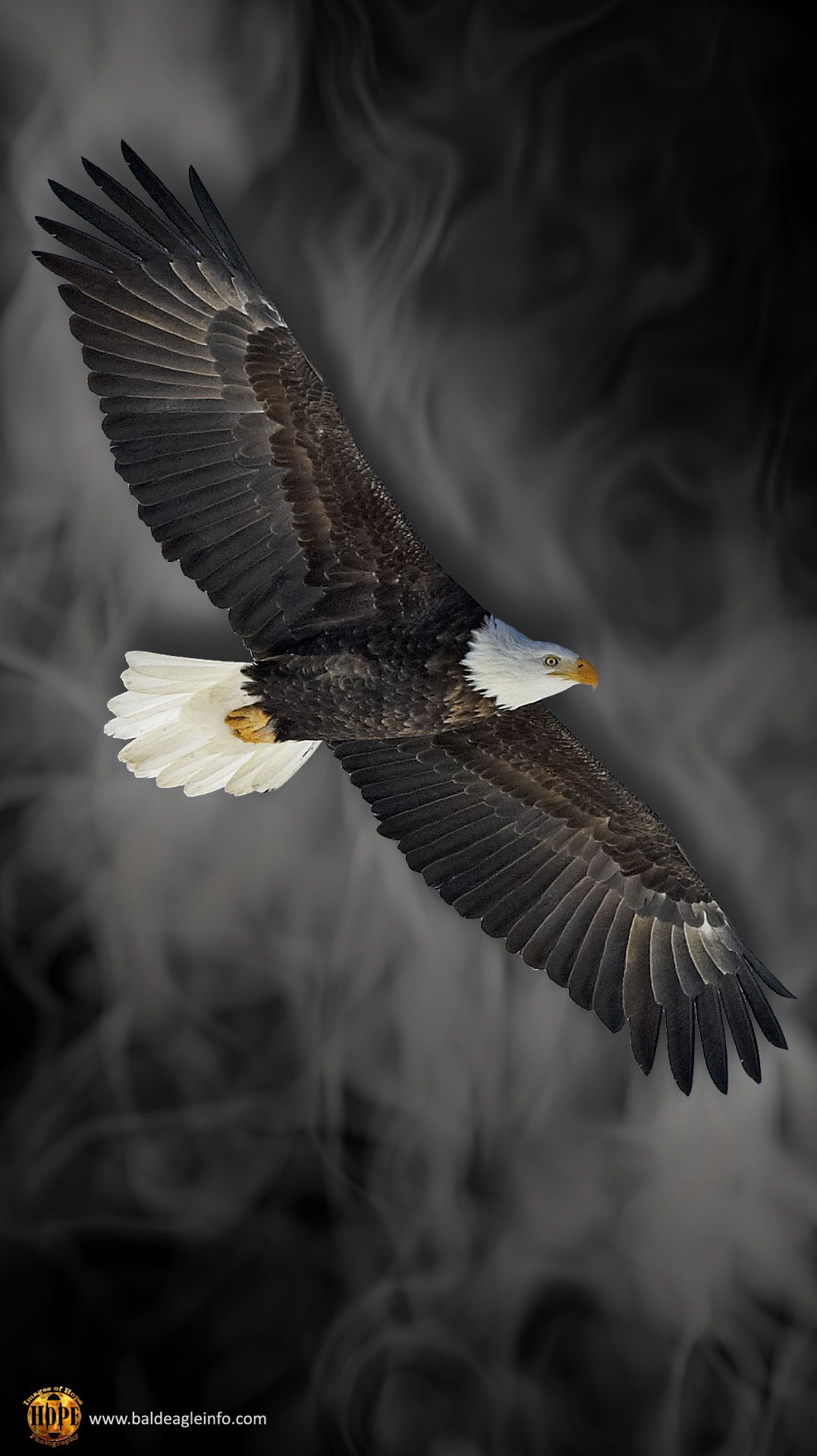 Eagle For Android Wallpapers