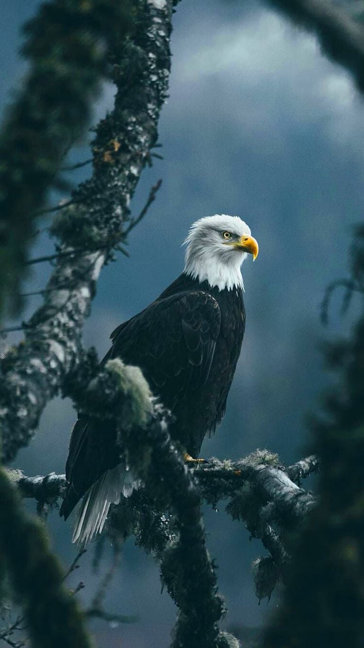 Eagle For Android Wallpapers