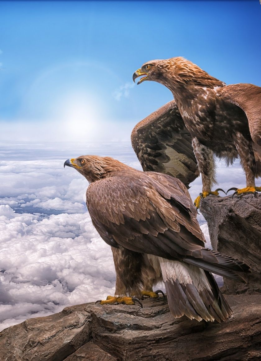 Eagle For Android Wallpapers