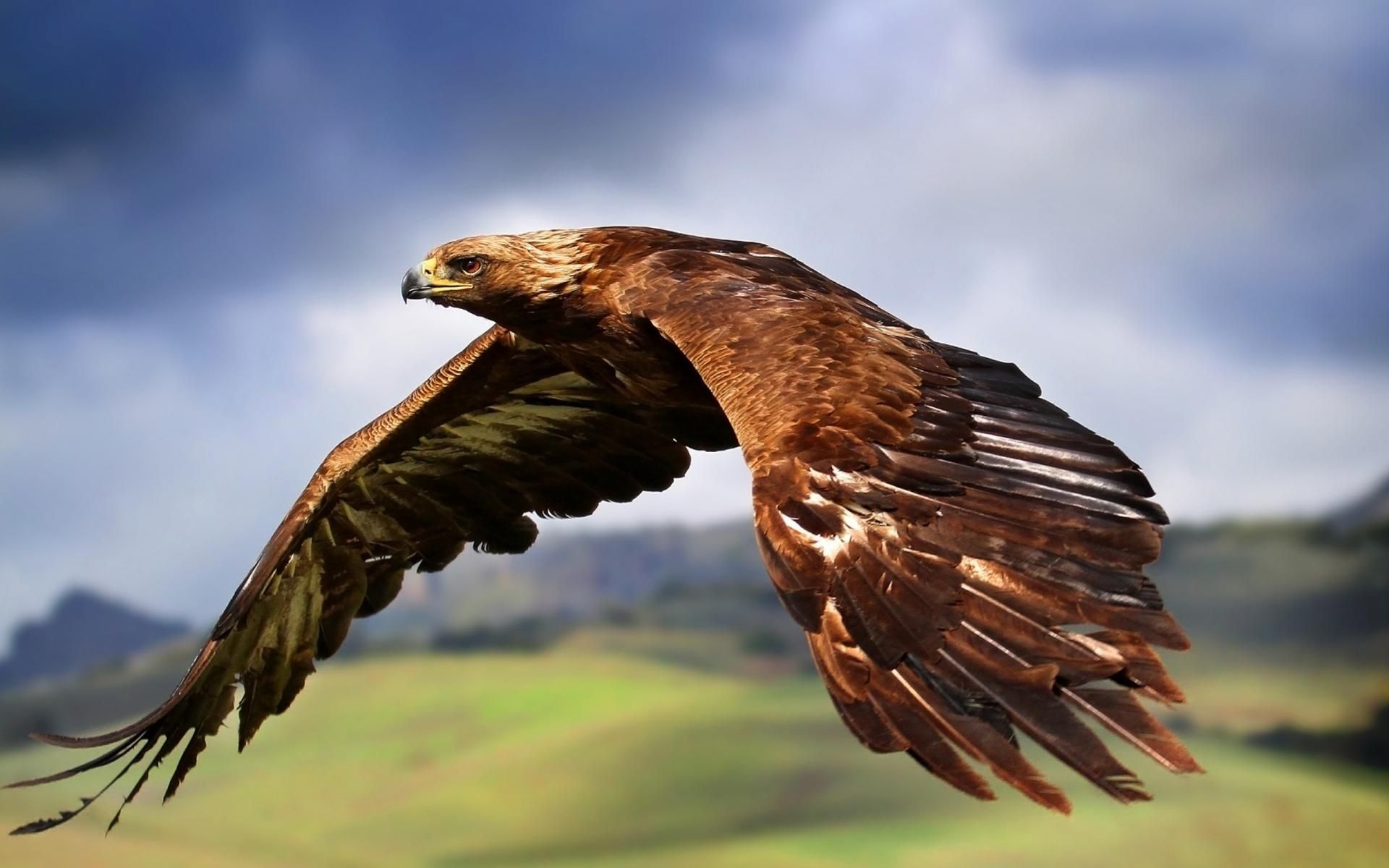 Eagle For Android Wallpapers