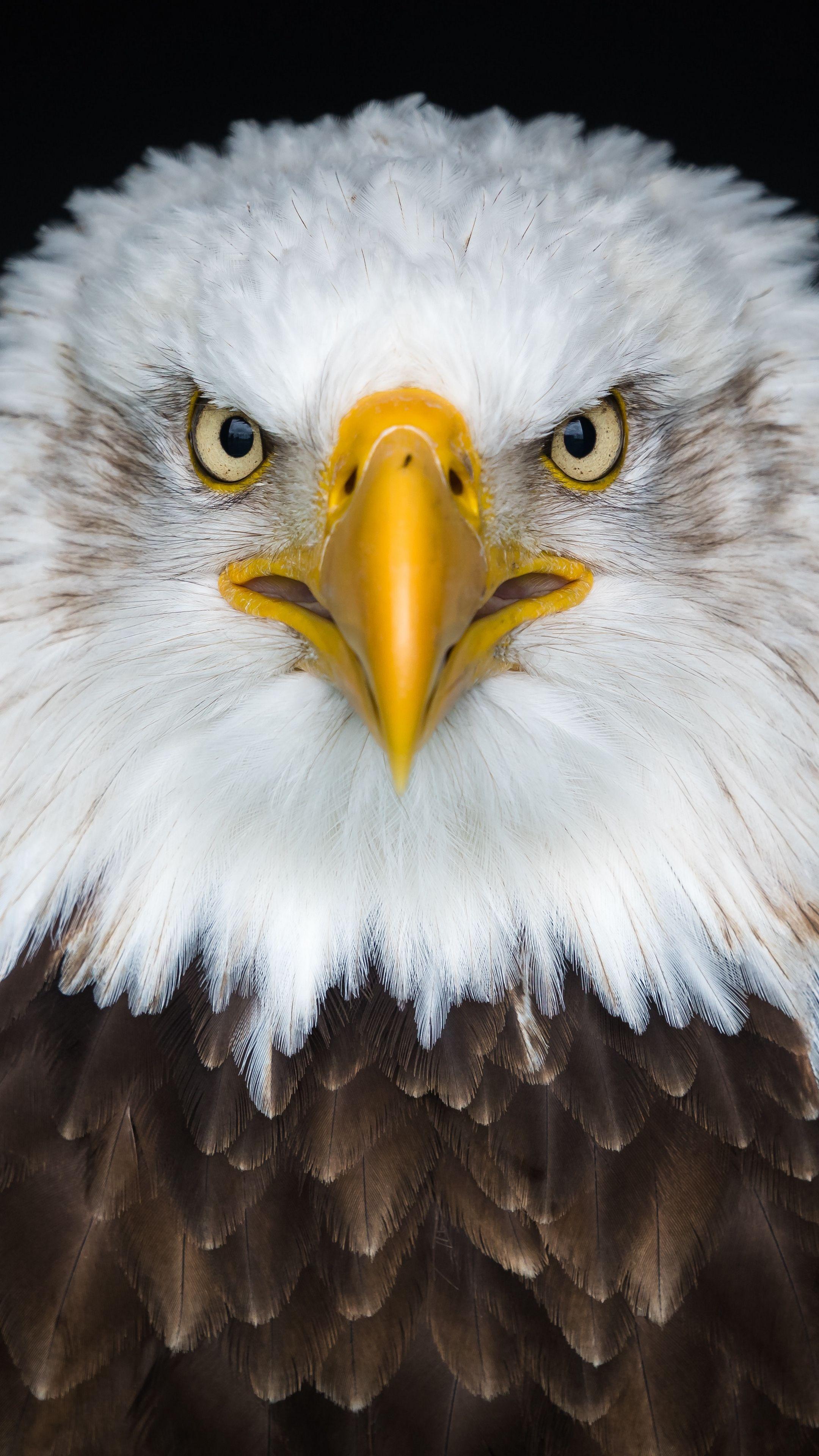 Eagle For Android Wallpapers