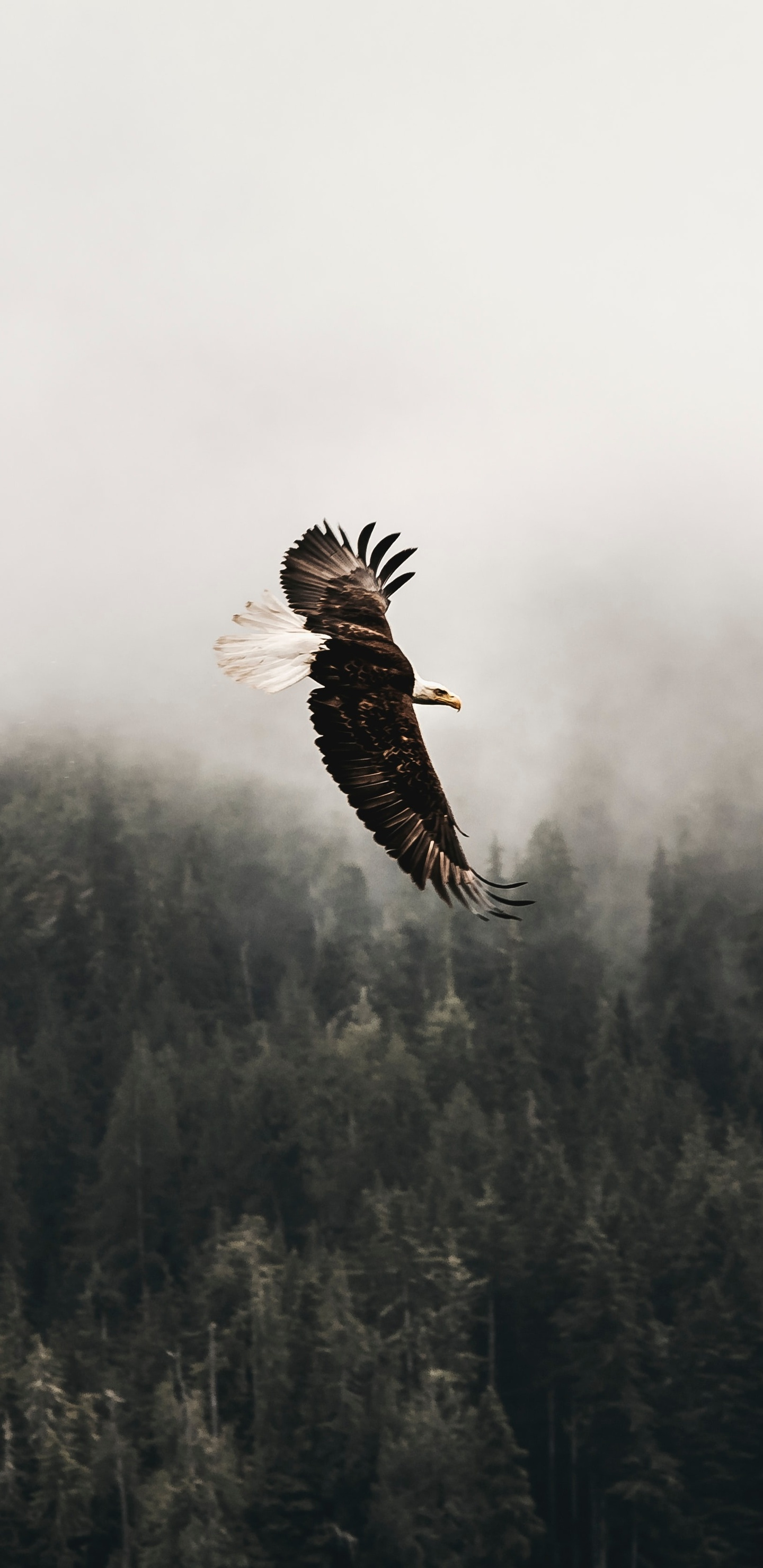 Eagle For Android Wallpapers