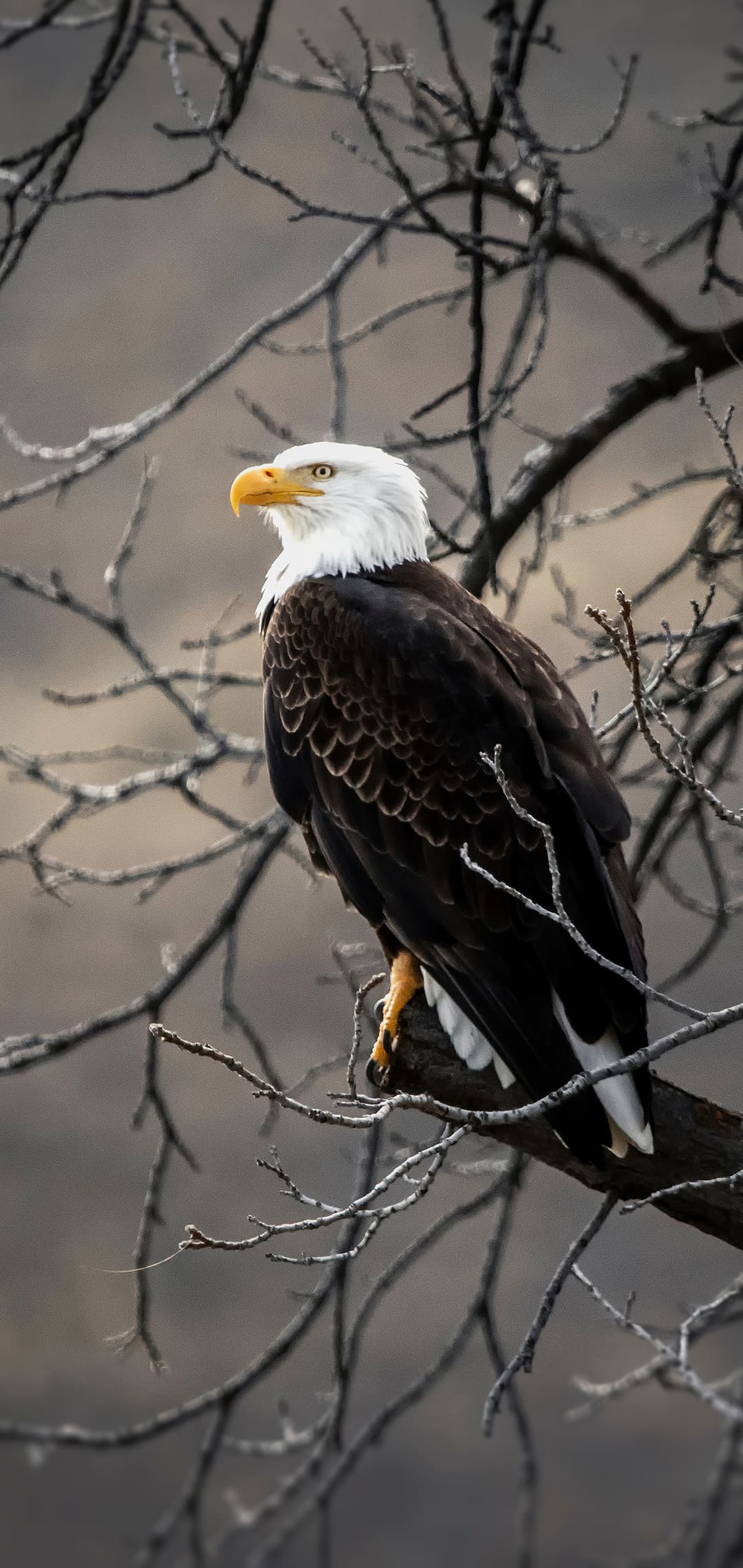 Eagle For Android Wallpapers