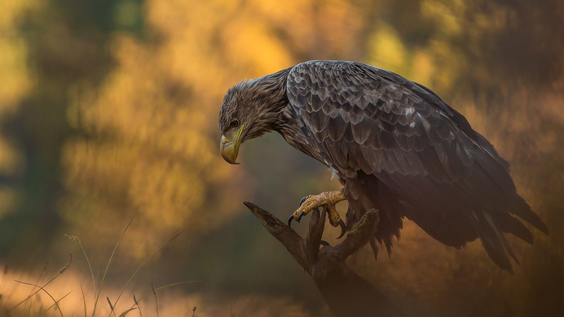 Eagle For Android Wallpapers