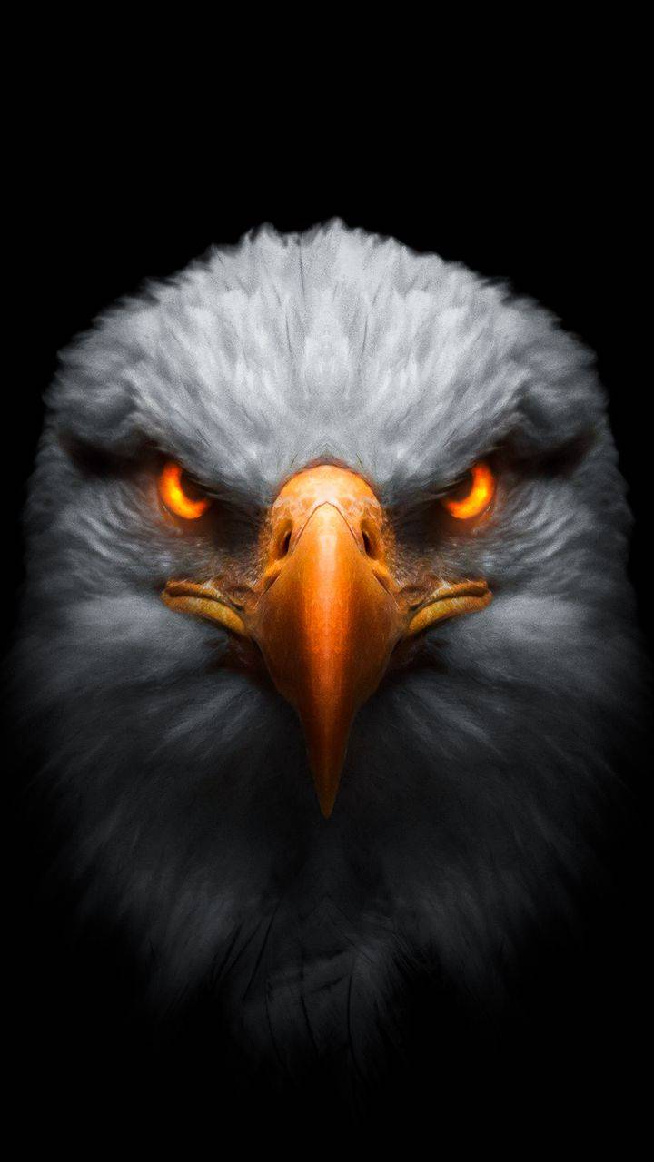 Eagle Iphone Wallpapers