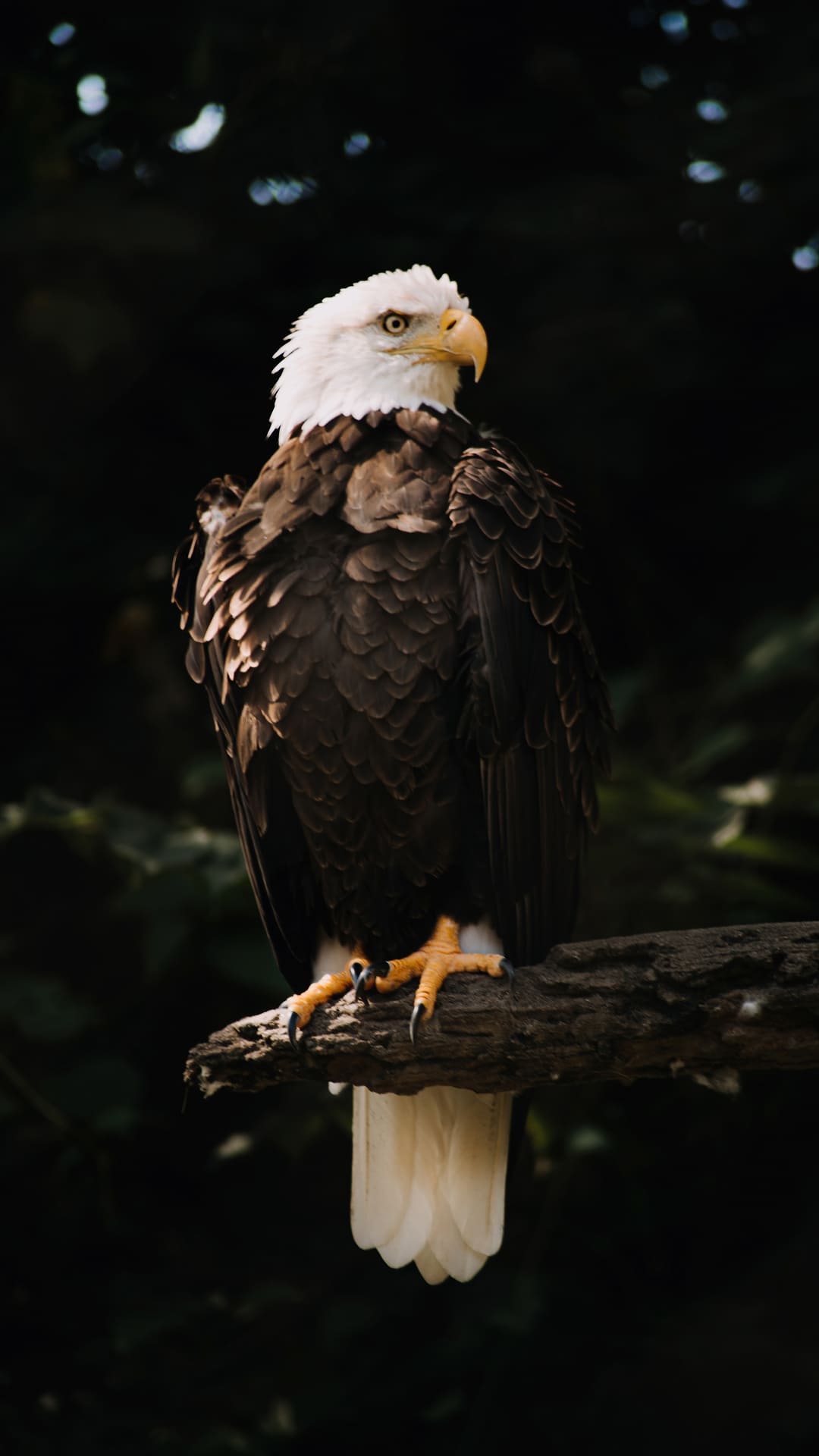 Eagle Iphone Wallpapers