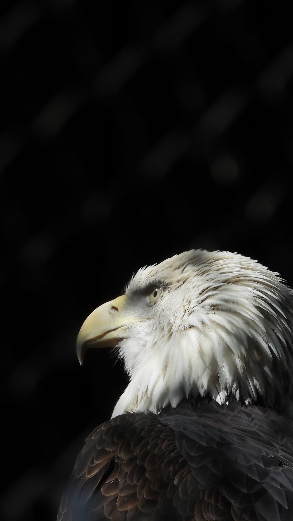 Eagle Iphone Wallpapers