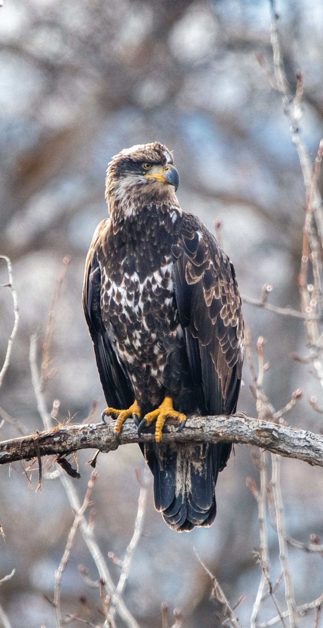 Eagle Iphone Wallpapers