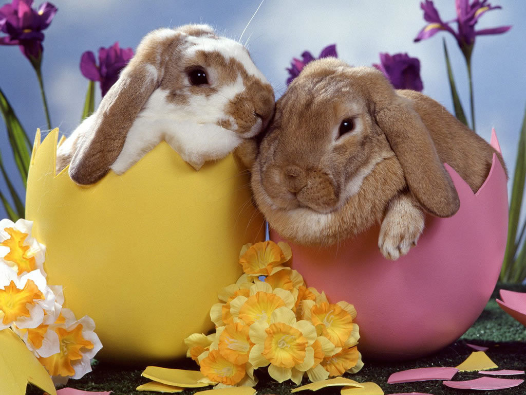 Easter Animal Images Wallpapers