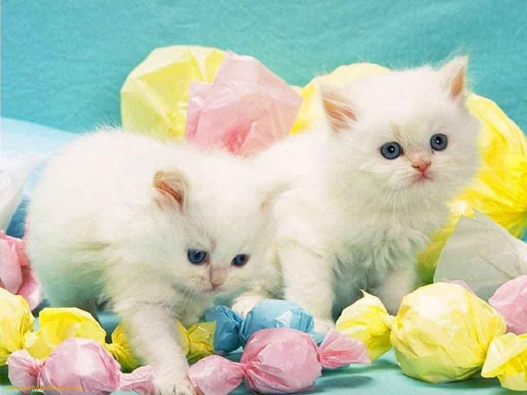 Easter Kittens Wallpapers