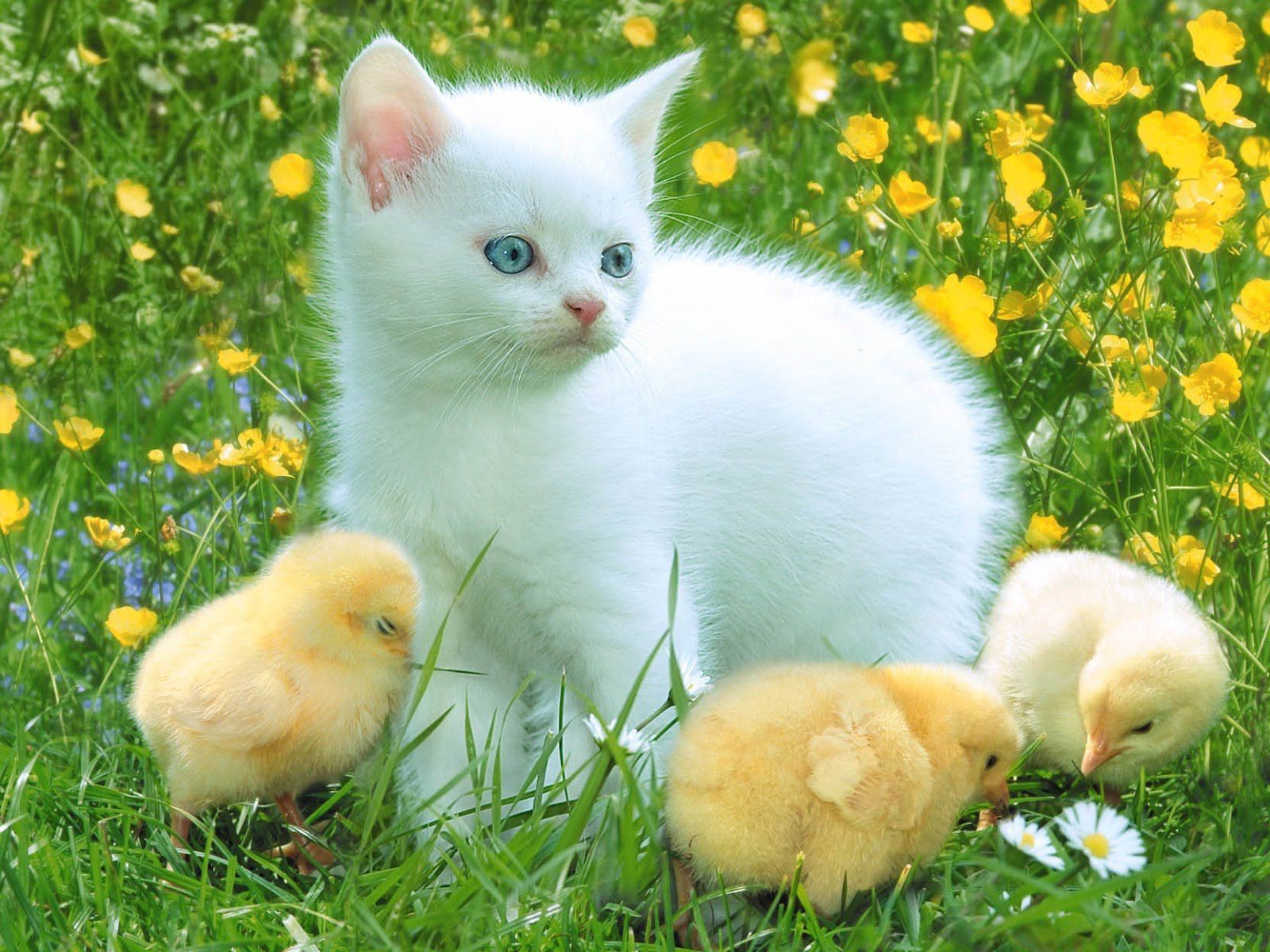 Easter Kittens Wallpapers